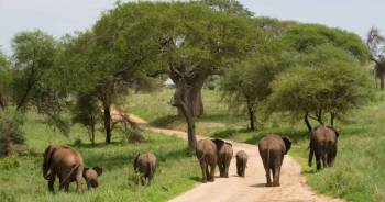 Ngorongoro Tour Packages