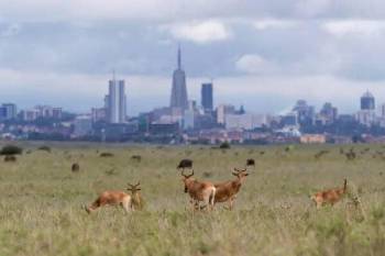 6 Days Honeymoon Kenyan Safari- Lovebirds Runaway Wild Experience
