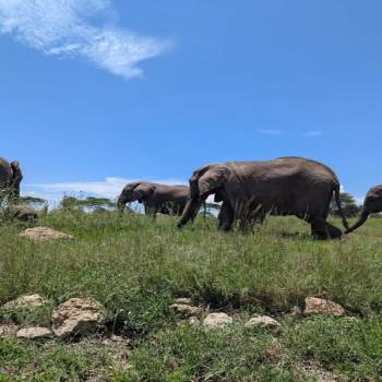 6 Days Honeymoon Kenyan Safari- Lovebirds Runaway Wild Experience