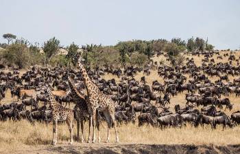 2 Days Fly-In Masai Mara Experience Tour From Nairobi