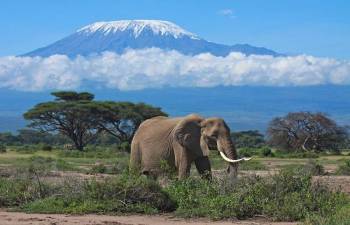 Amboseli
