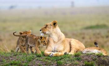 3 Days Masai Mara The Great Migration Joining Package