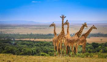 3 Day Wild Cats Of Masai Mara Budget Safari Tour