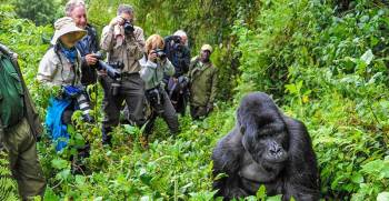 5D Wildlife Uganda Queen Elizabeth And Mountain Gorilla Trekking Safari Tour