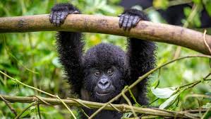 Kasese Tour Packages