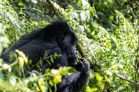 Kanungu Tour Packages