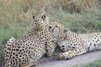 Ngorongoro Tour Packages