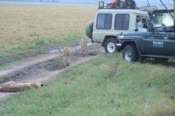 Manyara Tour Packages