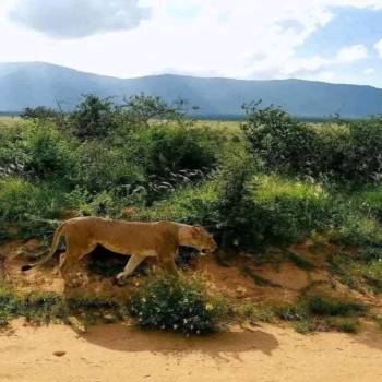 5 Days African Safari Tour - Best Of Kenyan Luxury Safari From Nairobi
