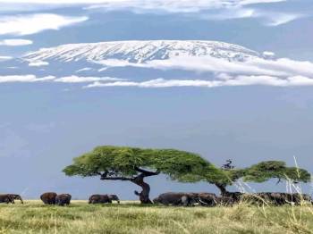 Amboseli elephants