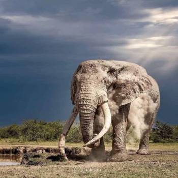 Amboseli elephants