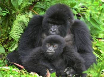 Kasese Tour Packages