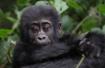 Kasese Tour Packages