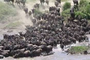Best Kenya Safari Adventure 5 Days Tour