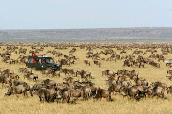 4 Days 3 Nights Masai Mara - Lake Naivasha Tour