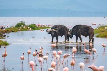 4 Days - 3 Nights Group Joining Masai Mara Safari Tour