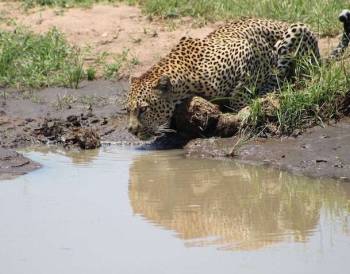 4 Days Masai Mara - Lake Naivasha Safari Tour