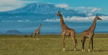 6D 5N Nairobi - Masai Mara - Nakuru And Amboselli Safari Package