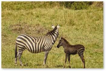 6 Days Unforgettable Safari Tour