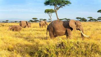 6 Days Wonderful Kenya Tour - Option 5