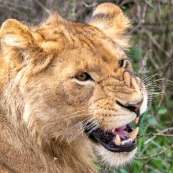 Ngorongoro Tour Packages