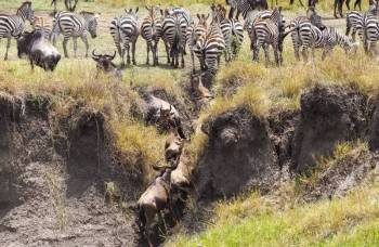 Manyara Tour Packages
