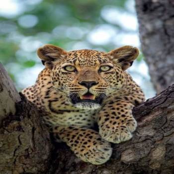 Manyara Tour Packages