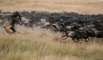 6 Days Wonderful Kenya Tour - Option 4