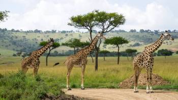 6 Days Wonderful Kenya Tour - Option 4