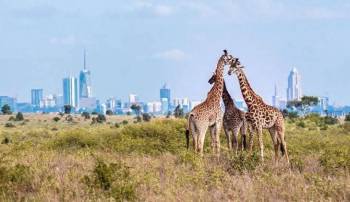7 Days 6 Nights Beach - Safari Package