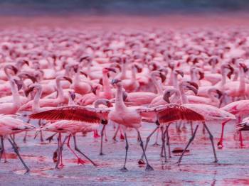 14 Days Wonderful Kenya Safari And Beach Tour - Option 2