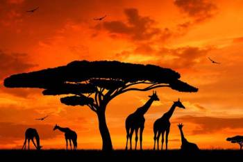 14 Days 13 Nights Beach - Safari Package