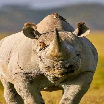 Samburu Tour Packages