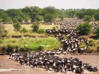 14 Days Magnificent Kenya Safari And Beach Tour