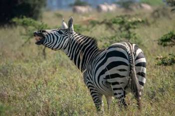 Samburu Tour Packages
