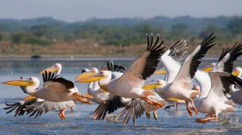14-Day High-End Honeymoon Safari Tour
