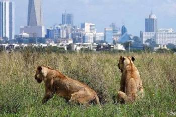 6 Days Wonderful Kenya Tour - Nairobi-Aberdare-Lake Naivasha-Masai Mara