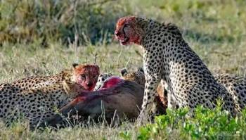 6 Days Wonderful Kenya Tour - Nairobi-Aberdare-Lake Naivasha-Masai Mara