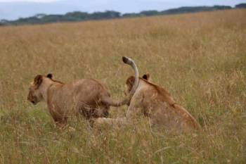 Discover 14 Days Best Value Safari In Kenya Tour