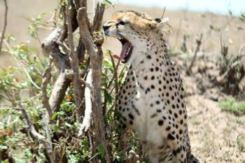 Discover 14 Days Best Value Safari In Kenya Tour