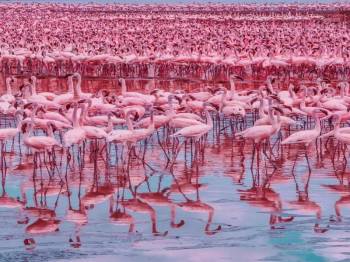 Discover 14 Days Best Value Safari In Kenya Tour