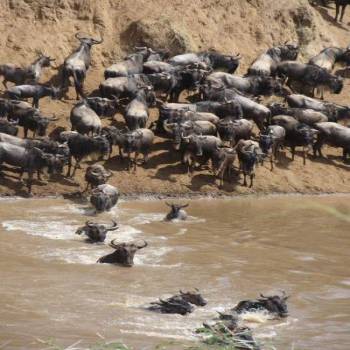 Discover 14 Days Best Value Safari In Kenya Tour