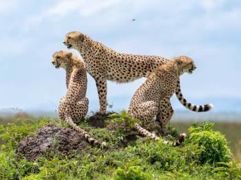 6 Days Unforgettable Safari Tour