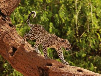 6 Days Magical Best Kenya Classsic Safari Tour From Nairobi