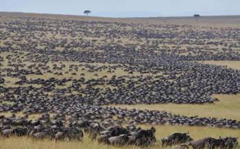 3 Day Wild Cats Of Masai Mara Budget Safari Tour