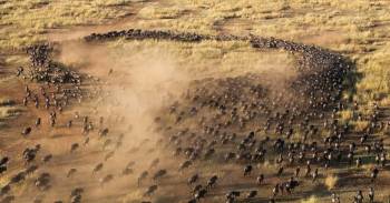 3 Day Wild Cats Of Masai Mara Budget Safari Tour
