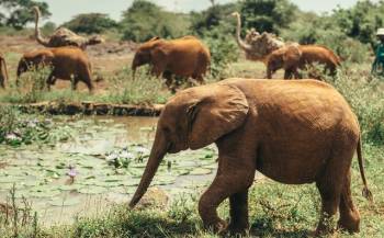 6 Days Kenya Luxury Best Value Safari – Samburu, Ol Pejeta, Lake Nakuru & Maasai Mara