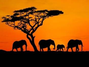 2 Days Fly-In Masai Mara Experience Tour