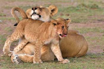 6 Days Magical Best Kenya Classsic Safari Tour From Nairobi