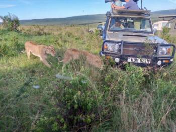 4 Days 3 Nights Masai Mara - Lake Naivasha Tour